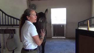 Spooky Horse Behavior What Causes it and How to Fix [upl. by Ahsratal873]