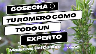 Cosecha de Romero Consejos para Conservar su Aroma y Sabor [upl. by Truitt222]