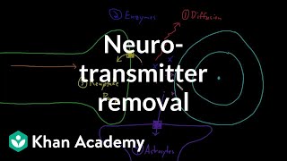 Neurotransmitter removal  Nervous system physiology  NCLEXRN  Khan Academy [upl. by Chader]