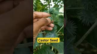 castor seeds collection trendingshorts trending shorts viral video youtubeshorts reels [upl. by Airehtfele72]