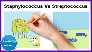 Staphylococcus vs Streptococcus How to differentiate [upl. by Winna207]