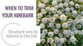 When to Trim Your Ninebark  wwwgardencrossingscom [upl. by Vail]