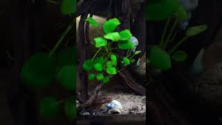 Tiger Limia Aquarium shorts fishkeeper fishtank fish fishkeeping petfish tropicalfish [upl. by Euqirat192]