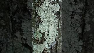 Lichens plants [upl. by Sivam]