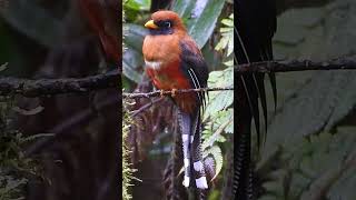 This is the Unique Trogon Call  Singing birds shorts [upl. by O'Donnell]