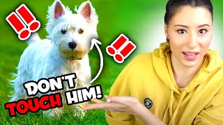 12 THINGS THAT ONLY WESTIE OWNERS UNDERSTAND [upl. by Nylatsyrk]