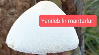 Sakallı Yumurta mantarı Volvariella bombycina [upl. by Oile770]