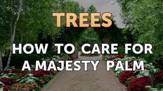 How to Care for a Majesty Palm [upl. by Pressman]