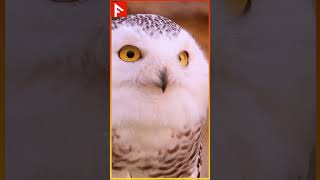 Amazing Owl Eye Facts  Secrets of Their Vision [upl. by Pronty]