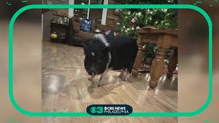 Lostandfound pig Snoop Hogg adopted by local family [upl. by Aneerak]