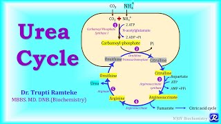 5 Urea Cycle  Amino Acid Metabolism  Biochemistry  NJOY Biochemistry [upl. by Arvell94]