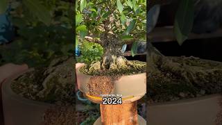 ANTES e DEPOIS incrível deste bonsai de FIGUEIRA“Ficus organensis” Já SEGUE pra mais 😉🚀🌳 [upl. by Ycrep233]