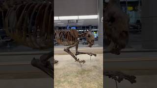 Saber Tooth Cat Skeleton from the Cincinnati Museum Center on display at the CVG Airport [upl. by Ramat]