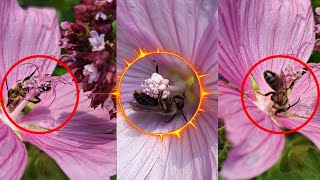 The Incredible World of Bee Foraging How Bees Harvest Nectar and Pollen from Flowers trend bees [upl. by Shien]