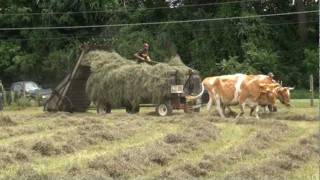 Loading loose hay with oxen [upl. by Ainimre]