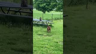 Chesapeake Bay Retriever training [upl. by Ezar631]