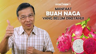 MANFAAT BUAH NAGA YANG MUNGKIN BELUM DIKETAHUI [upl. by Naiviv]