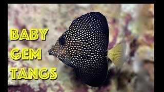 BABY Gem Tangs [upl. by Langsdon]