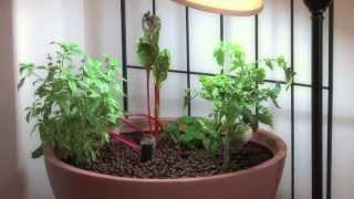 Small Aquaponic Indoor or Patio Mini Garden [upl. by Jacobah]