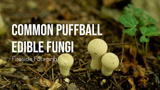 Common Puffball How to Identify this Edible Fungi  Lycoperdon Perlatum [upl. by Orrocos]