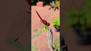 Redveined darter  shorts youtubeshorts trending nature shortsfeed new insects [upl. by Dinerman972]