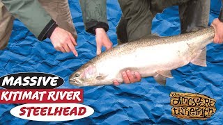 Kitimat River Steelhead  MASSIVE STEELHEAD [upl. by Hedaza]