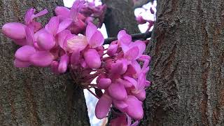 Júdásfa Cercis siliquastrum  videó képekben [upl. by Bonar]