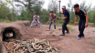 Catch 100 Extremely Poisonous Black Gold Snakes With Bare Hands [upl. by Pedrotti]