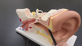 The 3D Human Ear Model  Inside The Human Ear [upl. by Yekcir]