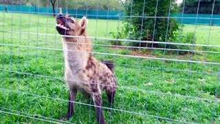 Roxy the hyena quotlaughquot loudly in front of her meal [upl. by Eedyak914]