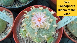 My first Lophophora Cactus Bloom of the Year  Lophophora williamsii var fricii cacti cactus [upl. by Audres]