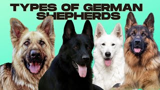 German Shepherd Types  5 Types of German Shepherds [upl. by Enelra]