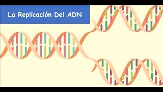 La Replicación Del ADN [upl. by Hallvard386]