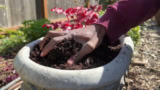 Planting heuchera in containers [upl. by Sorac]