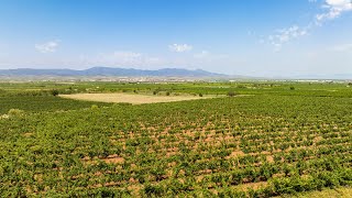 Powering Bodegas San Valero with Green Energy [upl. by Zahara272]