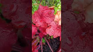 Heuchera Fire alarm Putting out some super red leaves [upl. by Alasteir995]