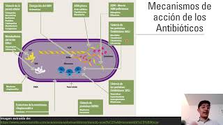 Antibióticos 1 Mecanismos de acción [upl. by Bogosian]