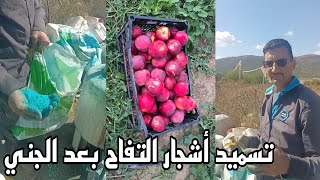 عملية التسميد الضروري لأشجار التفاح بعد الجني The process of fertilizing apple trees after harvestin [upl. by Eahsat655]