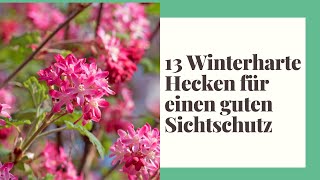 13 Winterharte Hecken für einen guten Sichtschutz [upl. by Odlo]