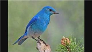 Bluebirds  Attracting Mountain Bluebirds [upl. by Eirod]