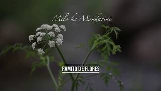 Milo ke Mandarini  Ramito de flores [upl. by Kwasi]