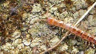 Centipede  Lithobius forficatus  Margfætla  Garðfætla  Fjölfætla  Liðdýr  Pöddur [upl. by Morocco297]