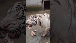 Pitbull 👑 vs Tiger 👑😱😱  Tiger attack on pitbull dog 😱😱 Tiger 👑vs Pitbull 😱 pitbull tiger [upl. by Amaral]