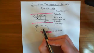 The Cerebellum and Motor Learning Part 1 [upl. by Ewald690]