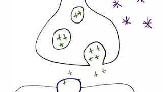 Anticholinergic Hallucinogens Mechanism [upl. by Sigsmond]