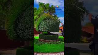 Satisfying Garden Transformation garden satisfying lawn viralvideo fyp newtechnology [upl. by Koppel782]