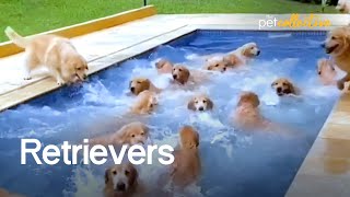 The Ultimate Funniest amp Cutest Golden Retriever Compilation 2021 [upl. by Enialahs]