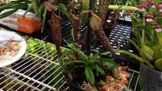 Repotting My Nepenthes Carnivorous Pitcher plant Nepenthes care and culture tips in the greenhouse [upl. by Goar448]