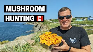 WILD CHANTERELLE MUSHROOM FORAGING amp COOKING  Nova Scotia Canada Adventure 🇨🇦 [upl. by Noswal]