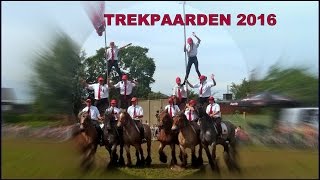 TREKPAARDEN de BRABANDER BelzeleEvergemBELGIUM 2016 [upl. by Normalie104]